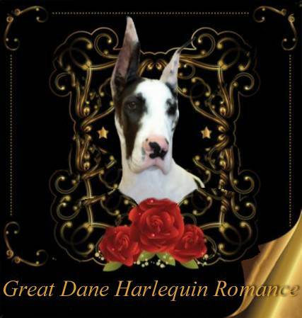 romance great danes
